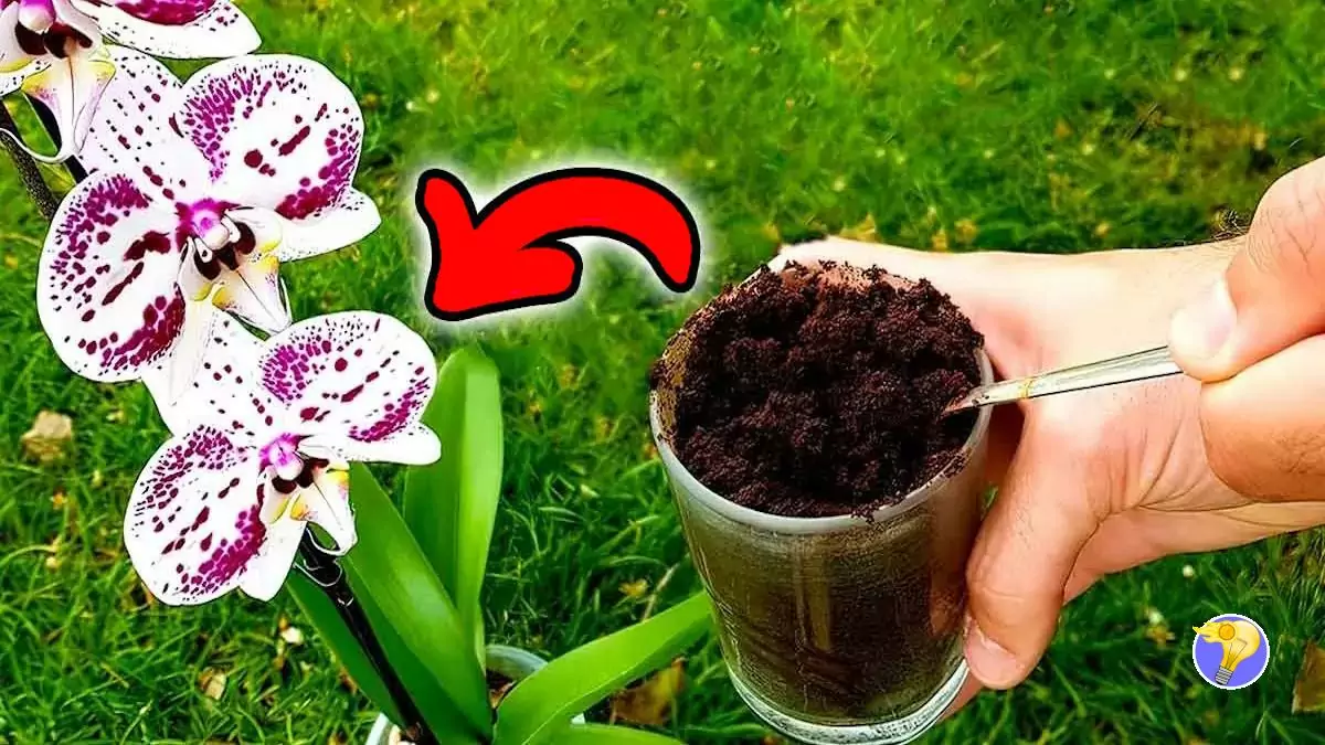 Orchidée Comment Fertiliser Avec Le Marc de Café