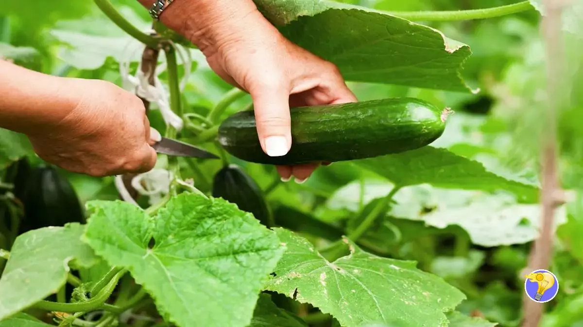 Concombres Recommandations Pour Une Bonne Récolte