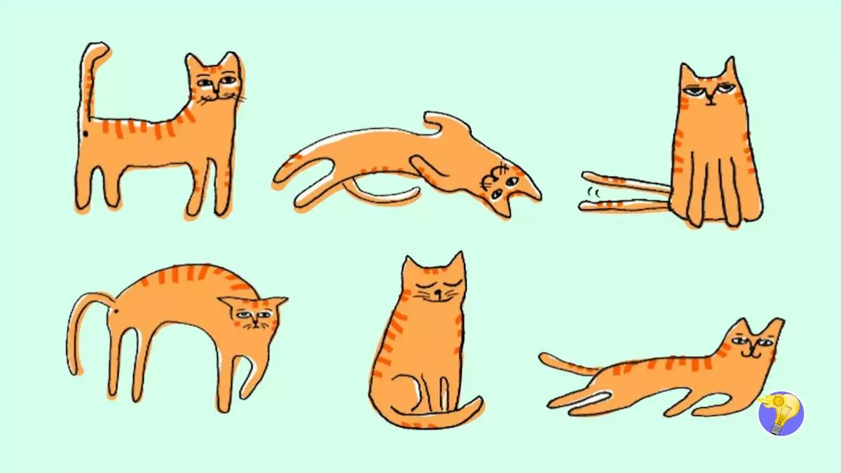 comment décoder le langage corporel de votre chat